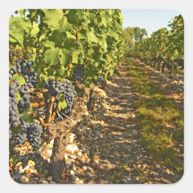 Cabernet Sauvignon vines in a row in the Square Sticker (Front)