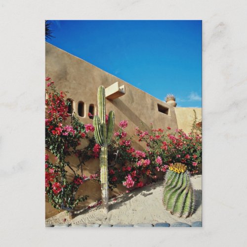 Cabo San Lucas Baja Mexico  flowers Postcard