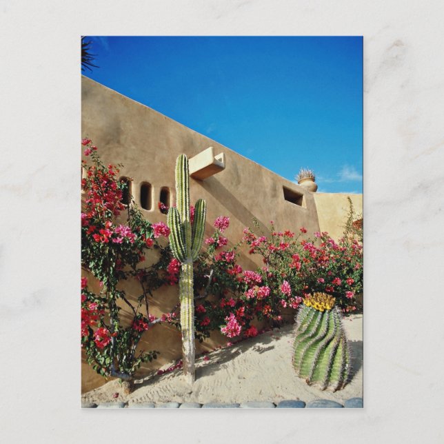 Cabo San Lucas, Baja, Mexico  flowers Postcard (Front)