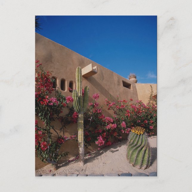 Cabo San Lucas, Baja, Mexico Postcard (Front)