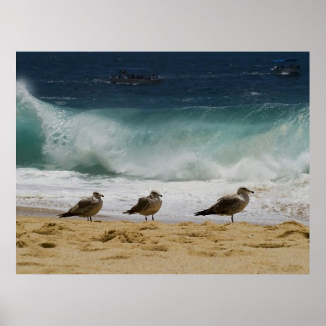 Cabo Seagull 2 Poster (Front)