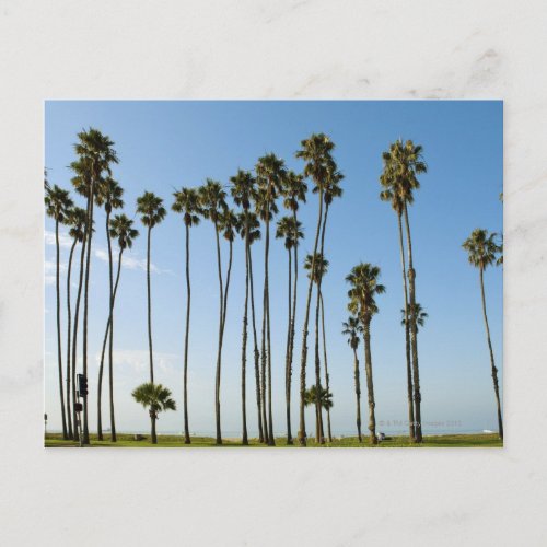 Cabrillo Avenue Santa Barbara California Postcard