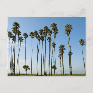 Cabrillo Avenue, Santa Barbara, California Postcard