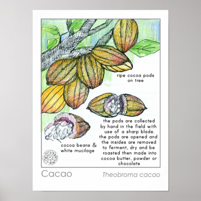 Cacao Cocoa Bean Chocolate Plant Herb Poster (Front)