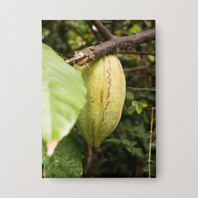 cacao pod button (Front)