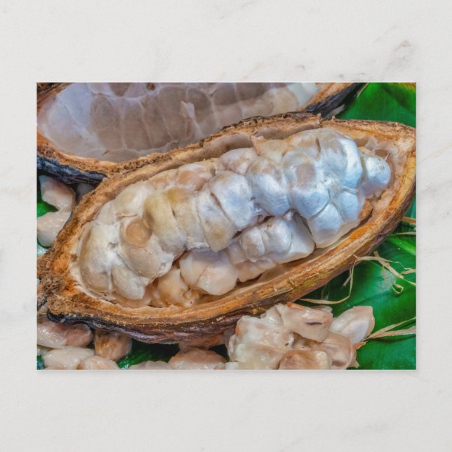 Cacao pod  postcard (Front)