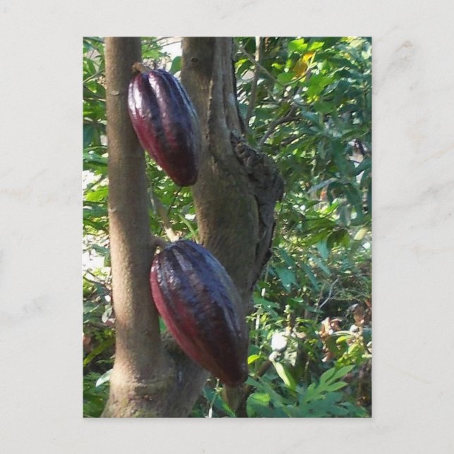 Cacao Tree Postcard (Front)
