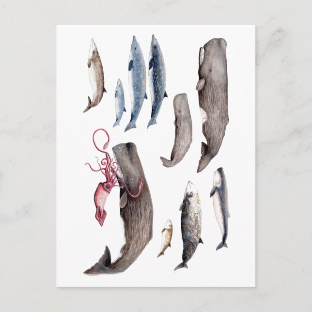 Cachalote y zifios: Ballenas de las profundidades Postcard (Front)