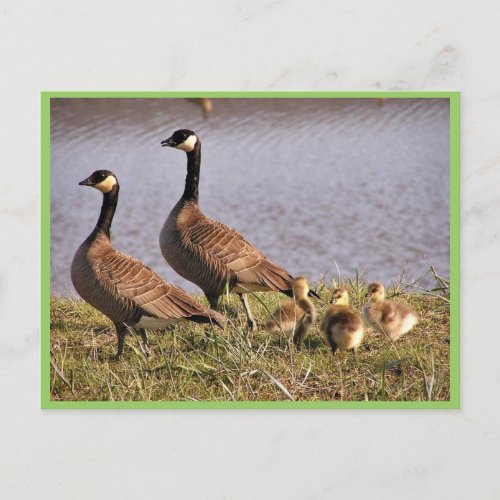 Cackling Canada goose brood Postcard