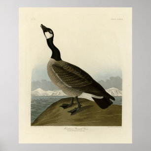Cackling Goose from Audubon's Birds of America  Poster