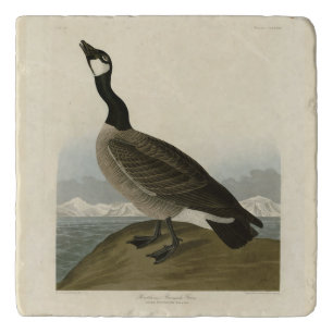 Cackling Goose from Audubon's Birds of America Trivet