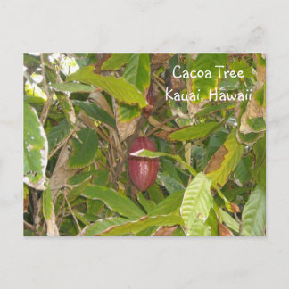 Cacoa Tree Postcard