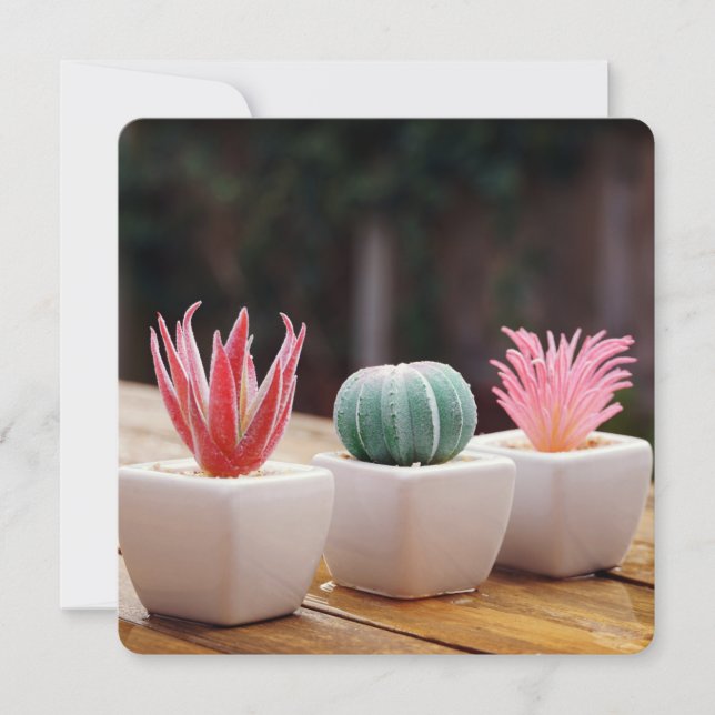 Cacti (Front)