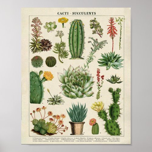 Cacti and Succulents Poster