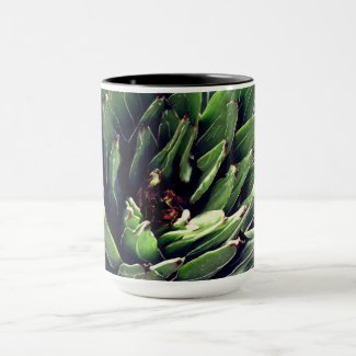 Cacti, Cactus Plants 