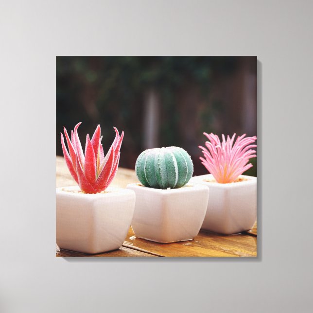 Cacti Canvas Print (Front)