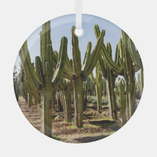 Cacti garden, tropical desert landscape. glass ornament