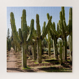 Cacti garden, tropical desert landscape. jigsaw puzzle