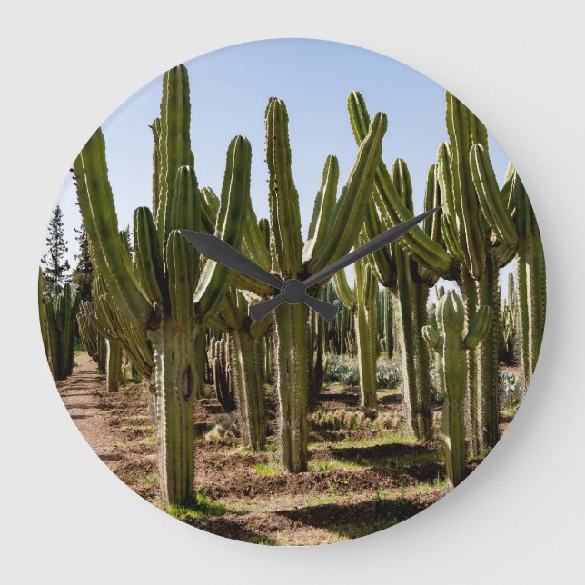 Cacti garden, tropical desert landscape. large clock (Front)