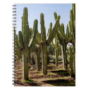 Cacti garden, tropical desert landscape. notebook