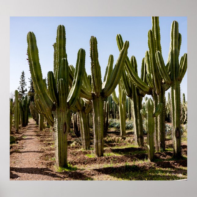 Cacti garden, tropical desert landscape. poster (Front)