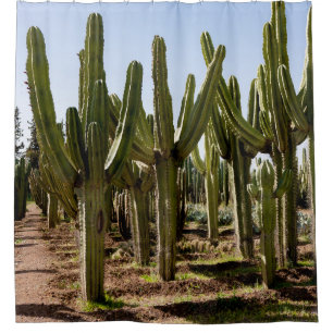 Cacti garden, tropical desert landscape. shower curtain