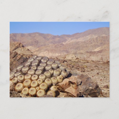 Cacti in Atacama Desert Chile  Postcard