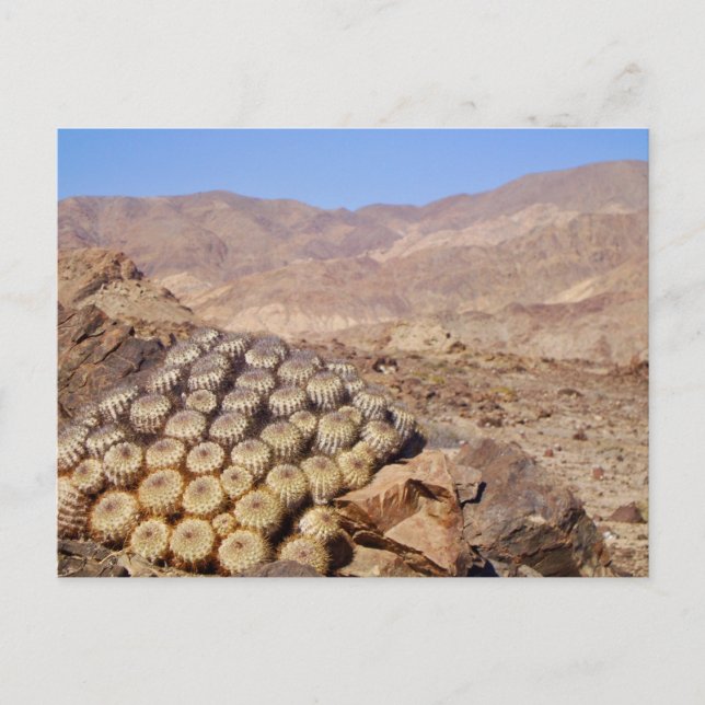 Cacti in Atacama Desert, Chile  Postcard (Front)
