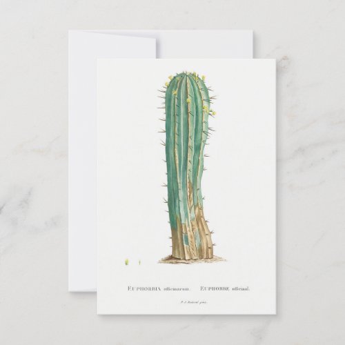 Cacti plant vintage illustration