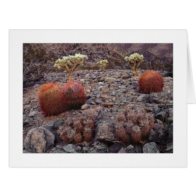 " Cacti Variety Pack " Cards (Front Horizontal)