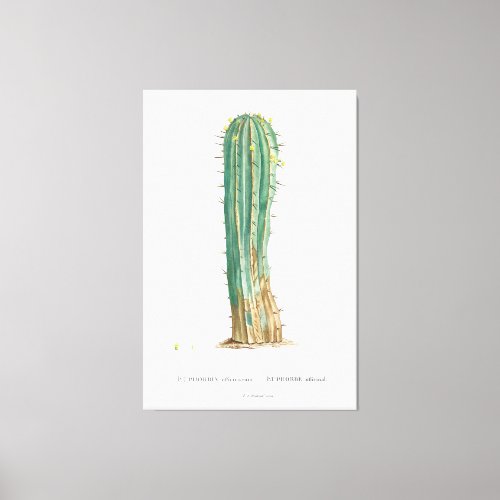 Cacti vintage illustration canvas print