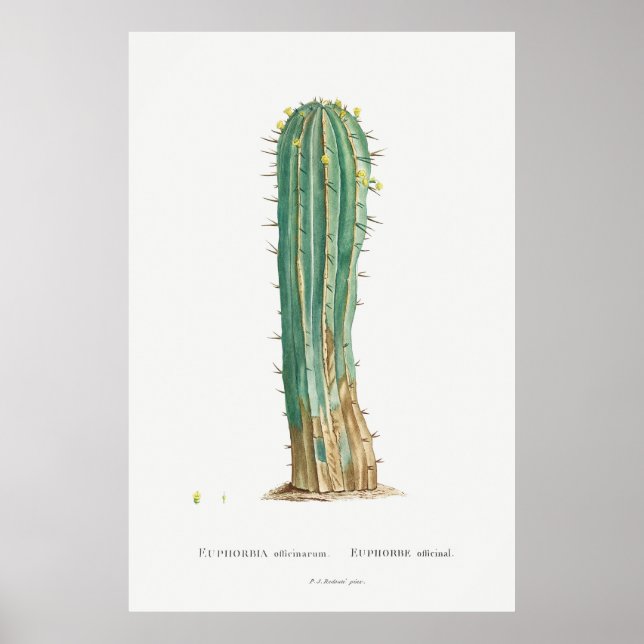 Cacti vintage illustration plant print (Front)