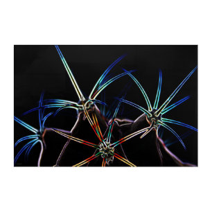 Cactus 1 36x24 (90x60cm) waacna acrylic print