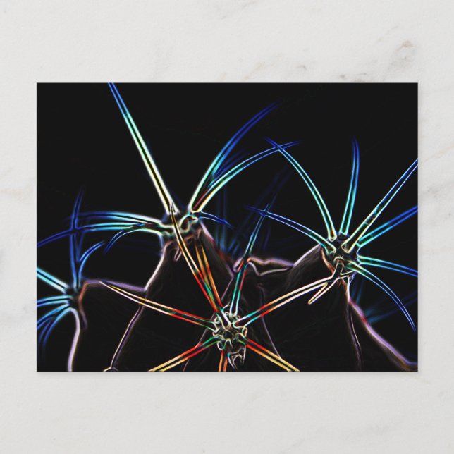 Cactus 1 pccna postcard (Front)