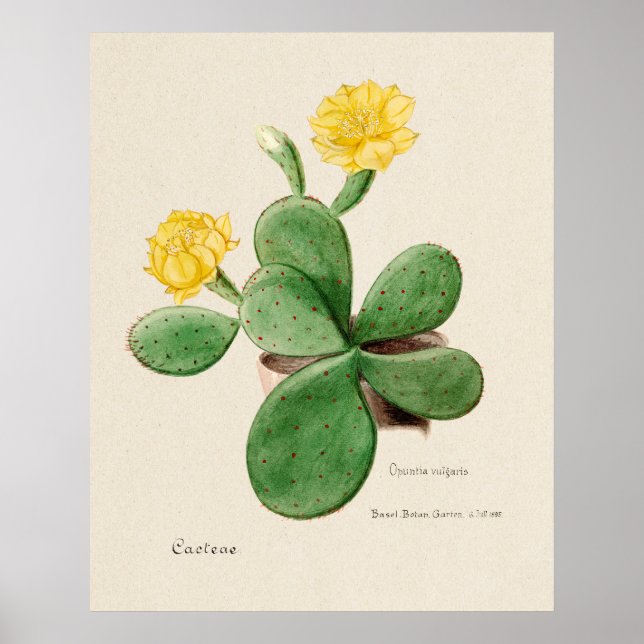 Cactus 2 poster (Front)