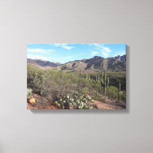 Cactus and Catalina Mountains in Tucson, Arizona Canvas Print