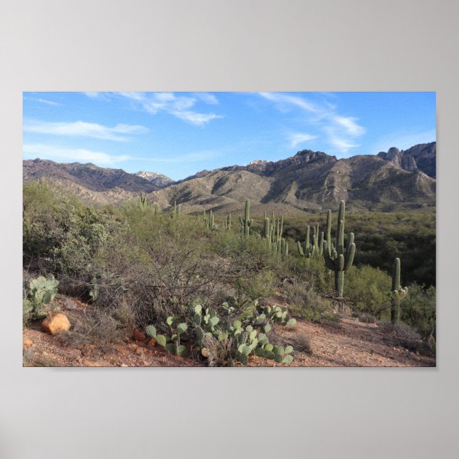 Cactus and Catalina Mountains in Tucson, Arizona Poster (Front)