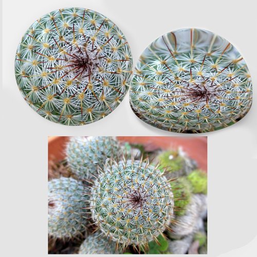 Cactus and Thorns Photographic Paperweight