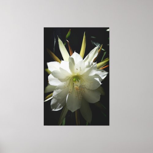 Cactus Bloom Canvas Print