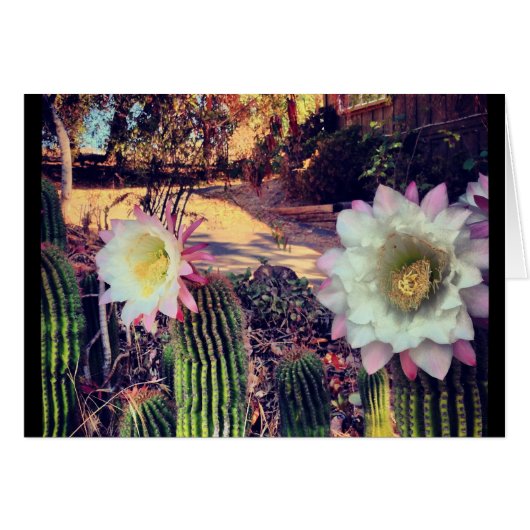 cactus bloom cards (Front Horizontal)