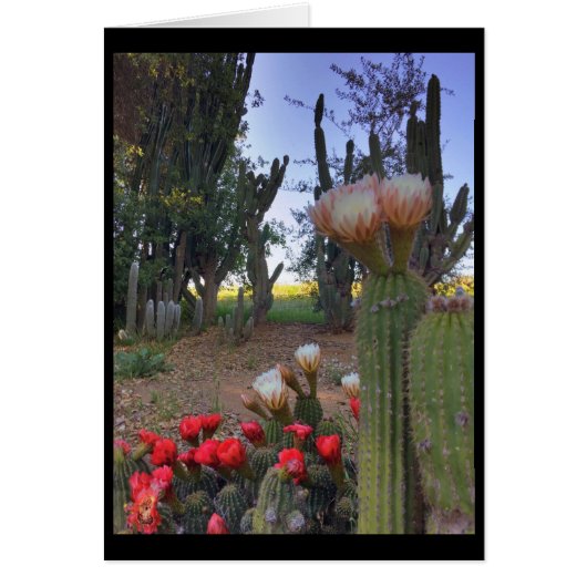 Cactus Bloom Cards (Front)