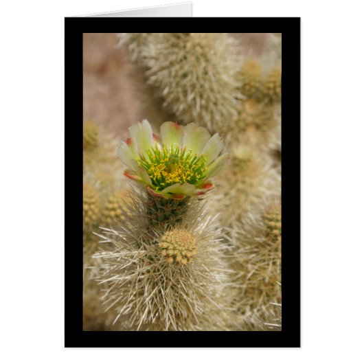 Cactus Bloom Cards (Front)