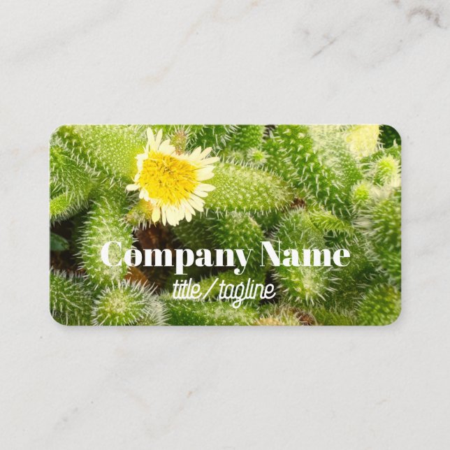 cactus bloom nature photo double sided  business card (Front)