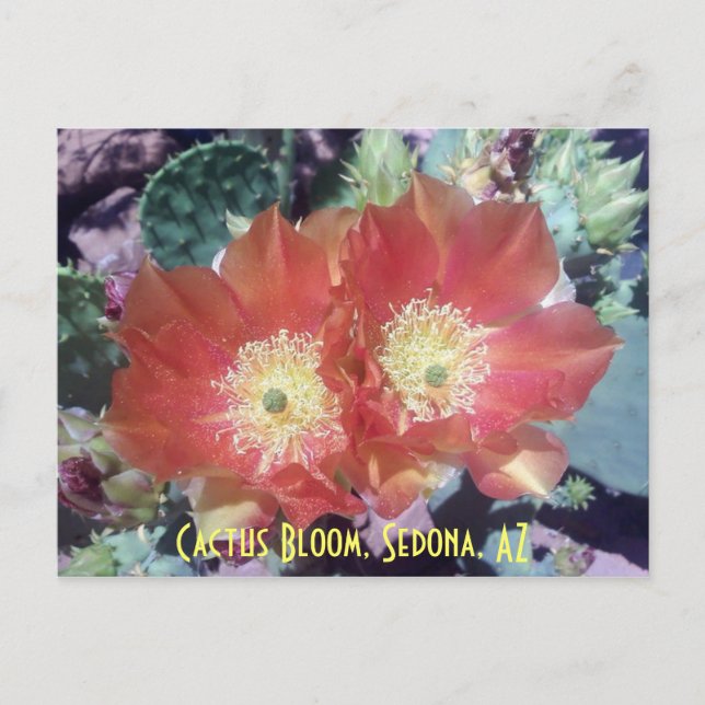 Cactus Bloom, Sedona, AZ Postcard (Front)