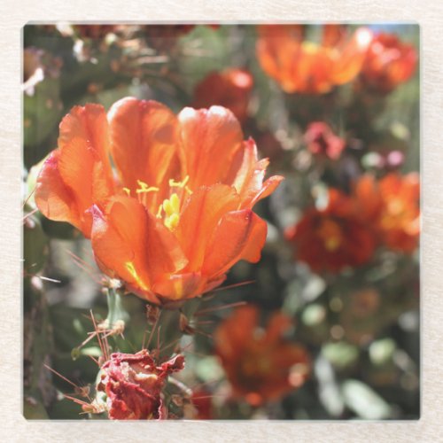 Cactus Blooms Orange Cholla Desert Flowers Photo Glass Coaster