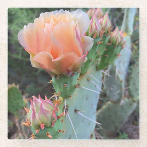 Cactus Blooms Pale Pink Desert Flowers Photo Glass Coaster