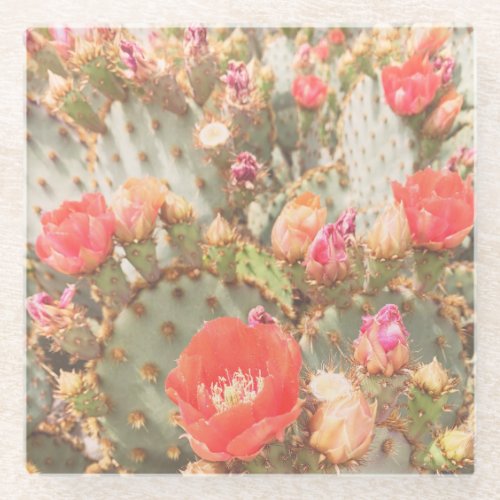 Cactus Blooms Pink Red Desert Flowers Photo Glass Coaster