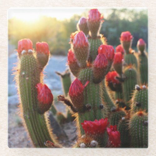 Cactus Blooms Red Sunset Desert Flowers Photo Glass Coaster