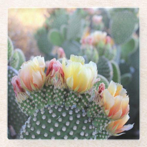 Cactus Blooms Yellow Pink Desert Flowers Photo Glass Coaster