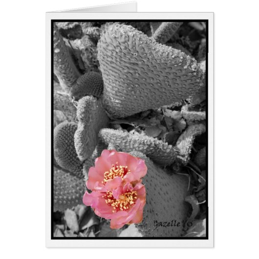 Cactus Blossom (Front)